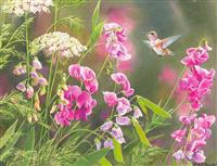 Wild Sweet Pea Boxed Notecards