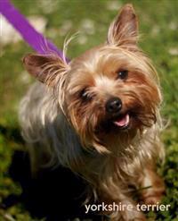 Yorkshire Terrier: A Gift Journal for People Who Love Dogs: Yorkshire Terrier Puppy Edition