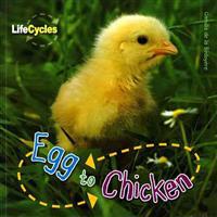 Egg to Chicken