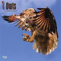 Owls 2014 Wall Calendar