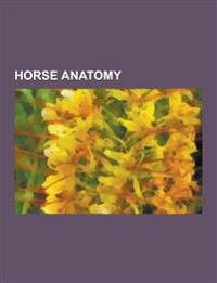 Horse Anatomy: Horse Teeth, Spleen, Equine Conformation, Equine Anatomy, Skeletal System of the Horse, Equine Vision, Muscular System
