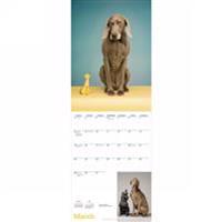 William Wegman Man's Best Friend 2015 Calendar