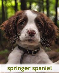 Springer Spaniel: A Gift Journal for People Who Love Dogs: Springer Spaniel Puppy Edition
