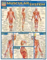 Muscular System Laminate Reference Chart