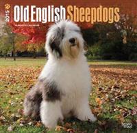 Old English Sheepdogs 2015 Calendar
