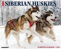 Just Siberian Huskies Calendar