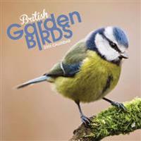 British Garden Birds Mini