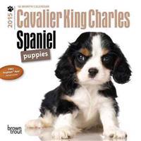 Cavalier King Charles Spaniel Puppies 2015 Mini