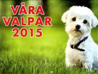 Våra valpar 2015 : Almanacka