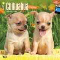 CHIHUAHUA PUPPIES 2015 WALL