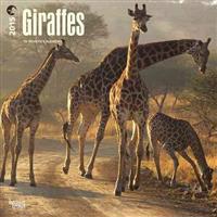 Giraffes 18-Month 2015 Calendar