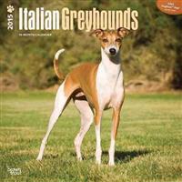Italian Greyhounds 18-Month 2015 Calendar