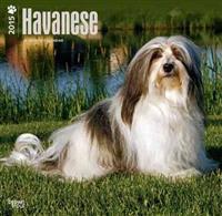 Havanese 2015 Calendar