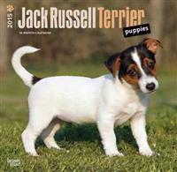 Jack Russell Terrier Puppies 2015 Calendar
