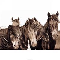 The Wild Horses of Sable Island