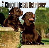 Chocolate Labrador Retriever Puppies 2015 Calendar