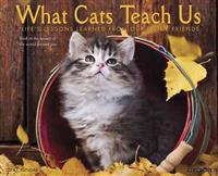 What Cats Teach Us: Life's Lessons Learned from Our Feline Friends