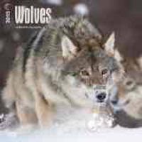 Wolves 2015 - Wölfe