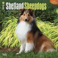 Shetland Sheepdogs 18-Month 2015 Calendar