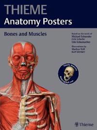 Thieme Anatomy Posters Bones and Muscles