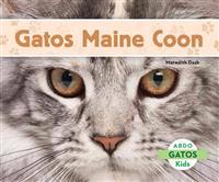 Gatos Maine Coon
