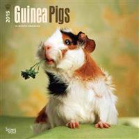 Guinea Pigs 2015 - Meerschweinchen