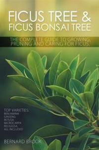 Ficus tree and Ficus Bonsai Tree. The complete guide to growing, pruning and caring for ficus. Top Varieties: benjamina, ginseng, retusa, microcarpa,