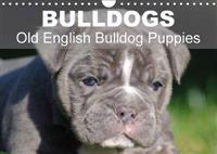 Bulldogs - Old English Bulldog Puppies