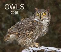 Owls 2016 Calendar