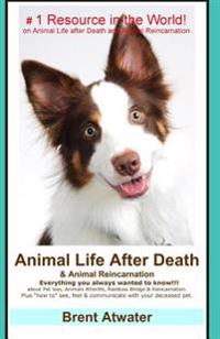 Animal Life After Death & Animal Reincarnation: Pet Loss Answers for All Your Heart's Questions!