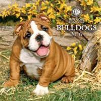 Bulldogs Calendar