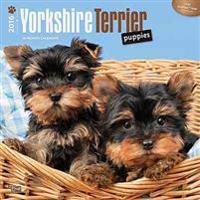 Yorkshire Terrier Puppies 2016 Calendar