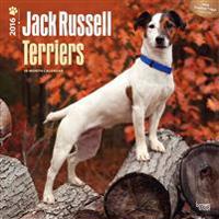 Jack Russell Terriers 2016 Calendar
