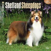 Shetland Sheepdogs 2016 Calendar