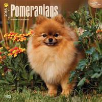 Pomeranians 2016 Calendar