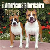 American Staffordshire Terriers 2016 Calendar