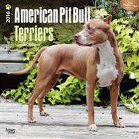 American Pit Bull Terriers 2016 Square 12x12