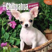 Chihuahua Puppies 2016 Calendar