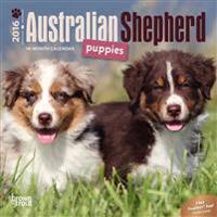 Australian Shepherd Puppies 2016 Calendar