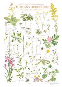 Humlans herbarium 1 affisch