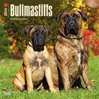 Bullmastiffs 2016 Calendar