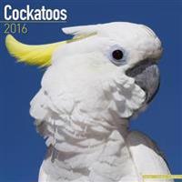 Cockatoos Calendar 2016