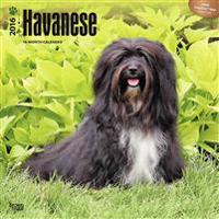 Havanese 2016 - Havaneser - Bichon - 18-Monatskalender mit freier DogDays-App