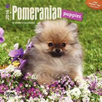 Pomeranian Puppies 2016 Calendar