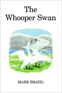 Whooper Swan