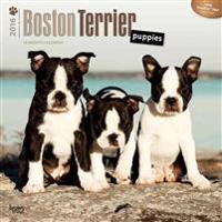 Boston Terrier Puppies 2016 Calendar