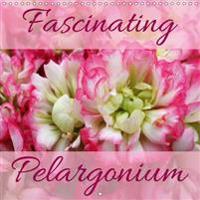 Fascinating Pelargonium 2016