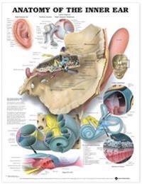 Anatomy of the Inner Ear Anatomical Chart