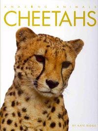 Cheetahs