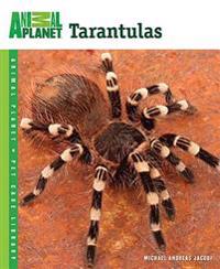 Tarantulas